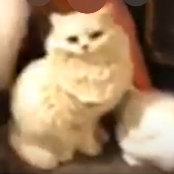 ISO: in search of my grandma’s vintage ceramic white Persian cat statue 🙏🏼 - Picture 9 of 15